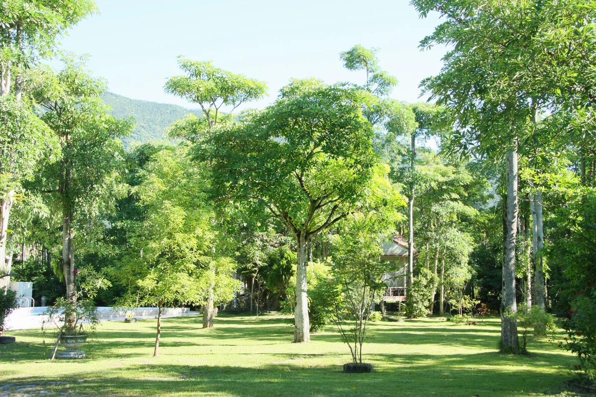 鳳凰52花蓮鳳林森林庭院與住宿環境